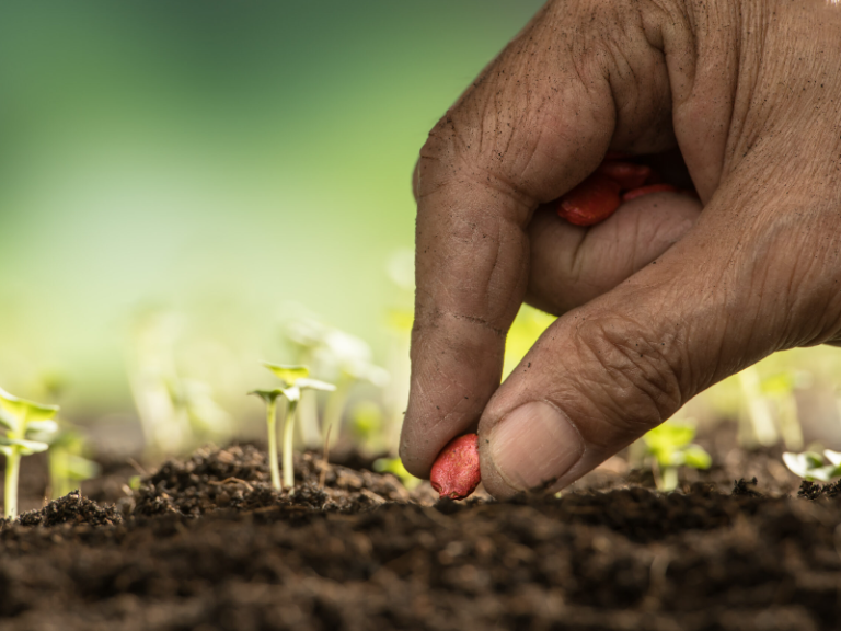 O Poder da Semente - Gena Ferreira